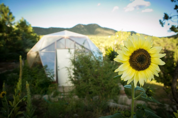 Sunflower by Bron Moyi