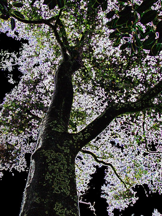 tree 2 glowing edge